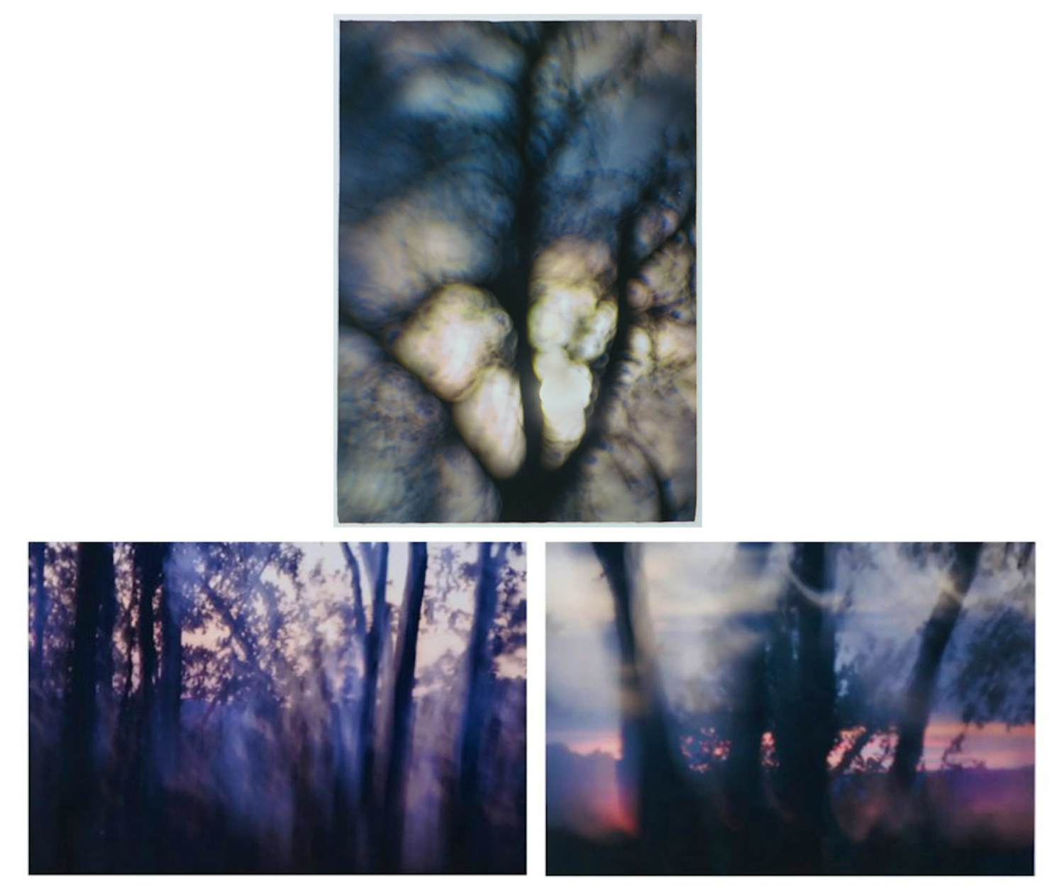 AcheterHans van Ommeren - Set van drie foto's op dibond, Bomen? Enchérissez de 50!