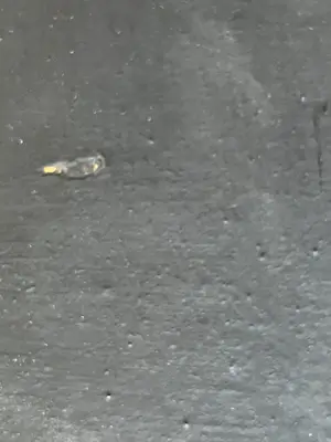 Rik van Bentum - BATTLE SCARRED WALL kopen? Bied vanaf 400!