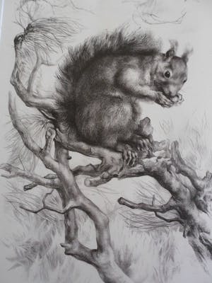 Aart van Dobbenburgh - Groot realistisch Litho "Eekhoorn op boomtak" gesigneerd 1962 kopen? Bied vanaf 40!