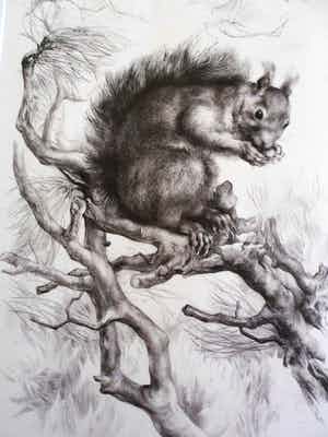 Aart van Dobbenburgh - Groot realistisch Litho "Eekhoorn op boomtak" gesigneerd 1962 verkocht voor € 40!