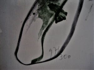 Ger Lataster - Grote abstracte litho - Groen, Oranje en Zwart - 1988 - exclusief ingelijst. kopen? Bied vanaf 49!
