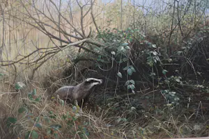 Pieter Verstappen - Das in de natuur kopen? Bied vanaf 400!