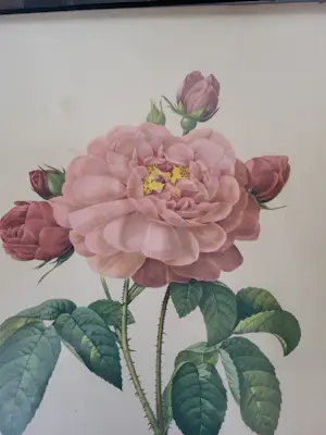 Pierre-Joseph Redoute - Rosa Gallica Aurelianensis ,La Duchesse d'Oreleans kopen? Bied vanaf 20!