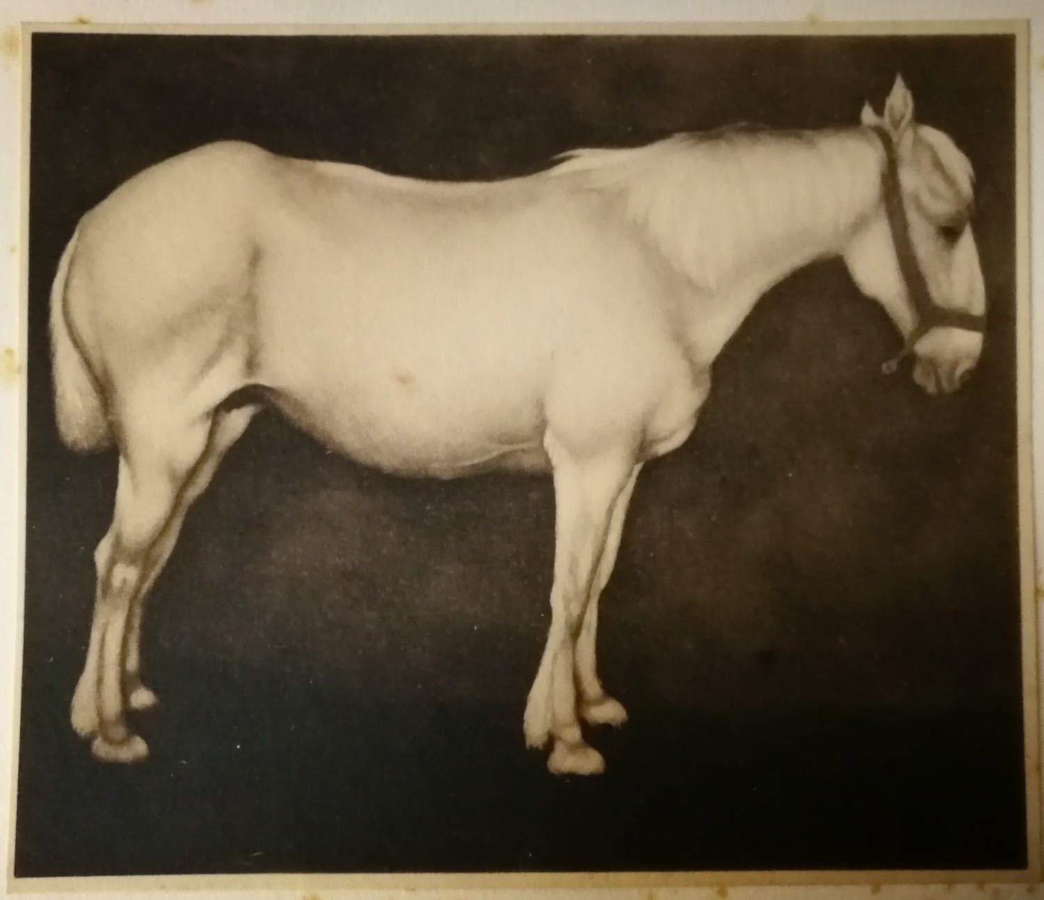 Jan Mankes - Heliogravure. Paard. kopen? Bied vanaf 1!