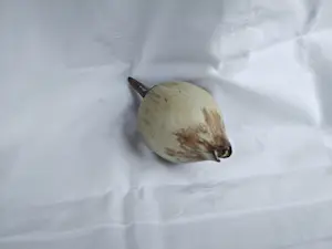 Iet Cool-Schoorl - Zaadbol kopen? Bied vanaf 50!