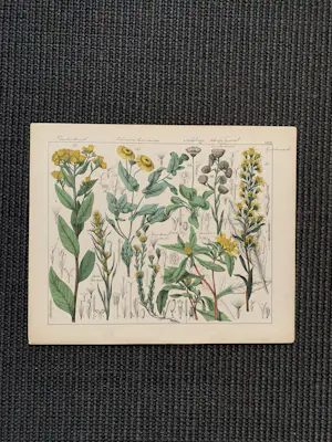 Corneille Antoine Jean Abram Oudemans - Flora van Nederland kopen? Bied vanaf 200!