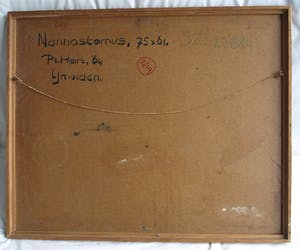 Pieter 't Hart - Ingelijst olieverf op board , “Nannostomus” (‘Potloodvissen’) – 1964 kopen? Bied vanaf 50!