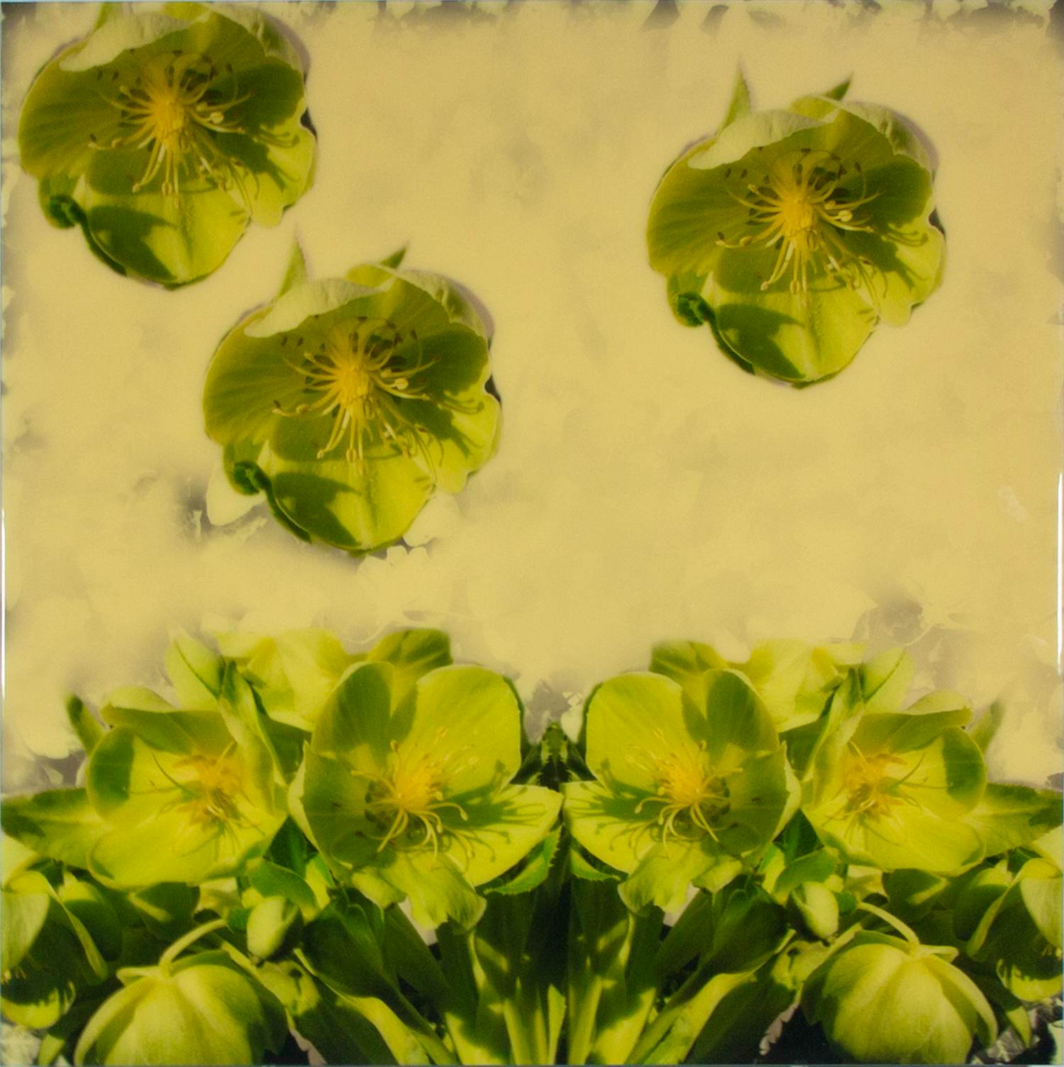 Sylvia Keppel - Fotografie, Helleborus kopen? Bied vanaf 10!