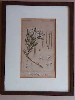 AcheterNiet of onleesbaar gesigneerd - Franse kopergravure van Oleander? Enchérissez de 1!