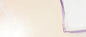 Ron van der Werf - Met acryl bewerkte zeefdruk, Zonder titel - Ingelijst kopen? Bied vanaf 1!