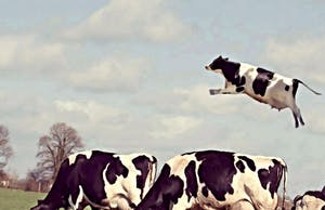 Mr. Strange - Toutes les vaches ne broutent pas ! kopen? Bied vanaf 50!