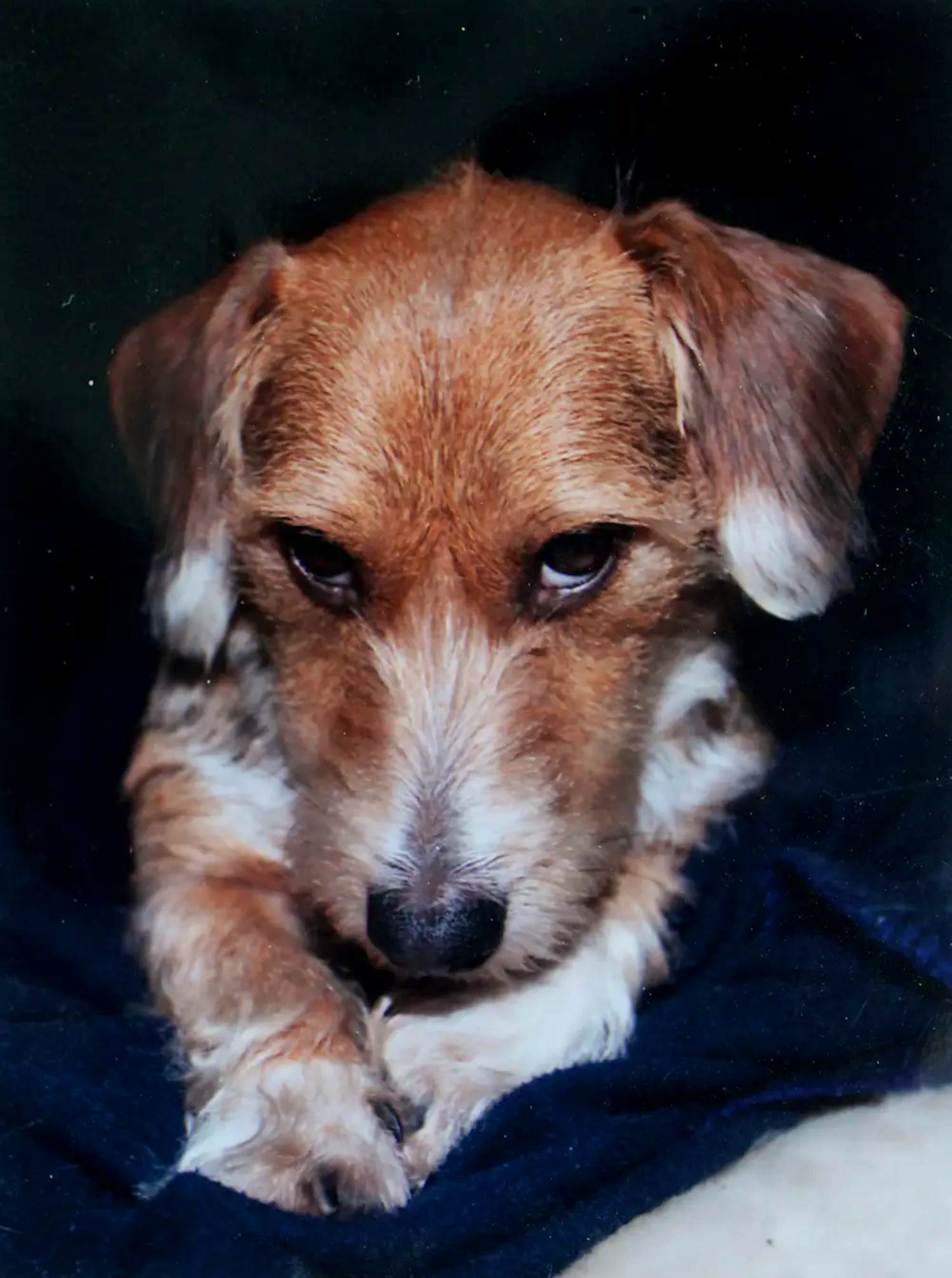 Paul Blanca - C print: "Hond Dreutel" - 2013 kopen? Bied vanaf 150!