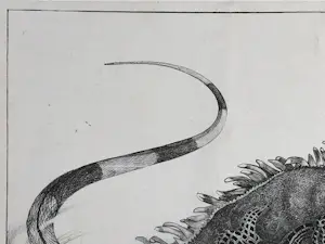 Theo van Hoytema - Leguaan, zittend op een steen in het water kopen? Bied vanaf 40!