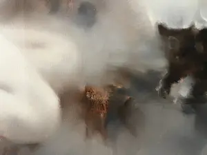 Lin Jun Chun - Nude 5 kopen? Bied vanaf 250!