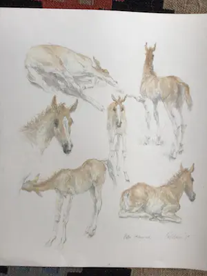 Piet Klaasse - Paarden, proefdruk offsetlitho, 2-zijdig bedrukt, gesigneerd in druk kopen? Bied vanaf 50!