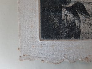 Enno Brokke - Twee paarden kopen? Bied vanaf 35!