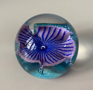 Niet of onleesbaar gesigneerd - Caithness Schotland - Glazen presse papier Petunias kopen? Bied vanaf 1!