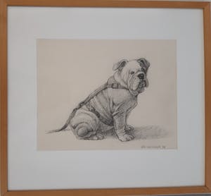 Ella van Schaik - Bulldog kopen? Bied vanaf 20!