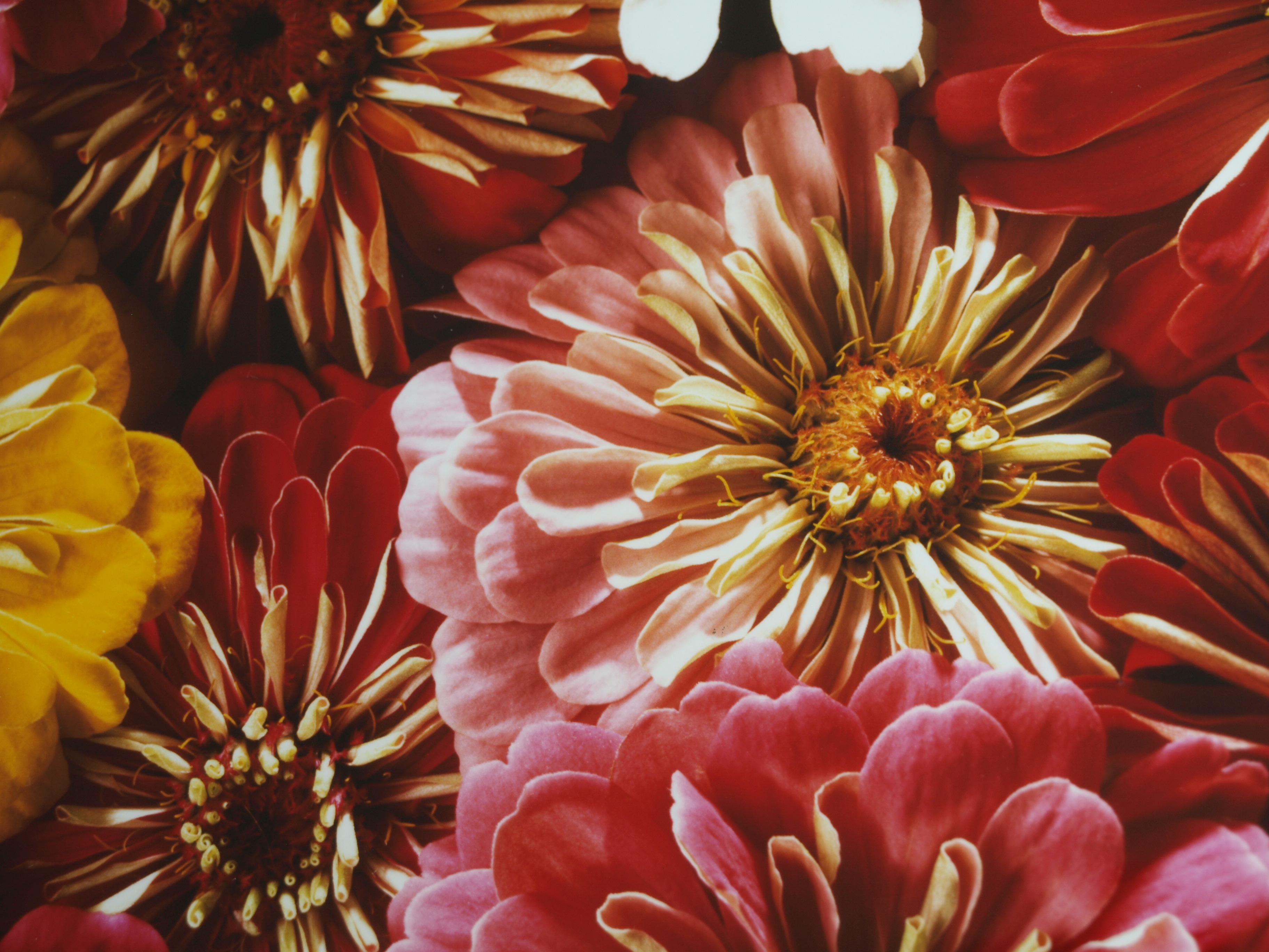 Paul Huf - Foto - Flowers – gesigneerd & ingelijst - 1984  kopen? Bied vanaf 125!