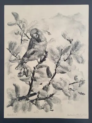 Aart van Dobbenburgh - Appelvink kopen? Bied vanaf 75!