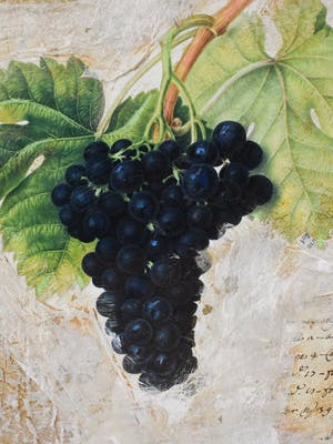 Starlie Sokol-Hohne - Druiventros kopen? Bied vanaf 1!