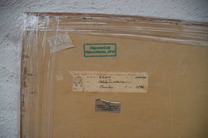 Roelof Klein - Stekels en schermen - gouache op papier kopen? Bied vanaf 20!