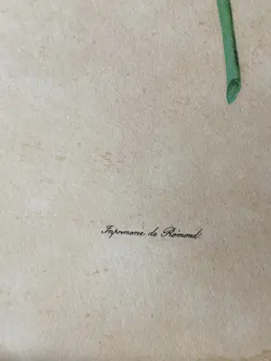 Pierre-Joseph Redoute - Rosa Rafa kopen? Bied vanaf 10!