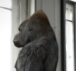 Mr. Strange - To Be or not to Be kopen? Bied vanaf 100!