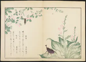 Kitagawa Utamaro - Houtdruk, Tor bij roze bloemetjes kopen? Bied vanaf 1!
