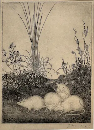 Jan Mankes - Heliogravure " Vier muizen " kopen? Bied vanaf 110!