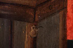 Niet of onleesbaar gesigneerd - De Schoenmaker - 1850 - Gemonogrammeerd kopen? Bied vanaf 10!