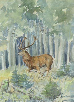 Peter Karsten - Aquarel, Edelhert in bos kopen? Bied vanaf 1!