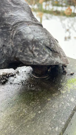 Jos Dirix - indrukwekkend bronzen beeld van een paard kopen? Bied vanaf 2000!