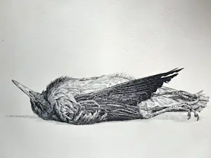 AcheterDick Stolwijk - Dode vogel? Enchérissez de 50!