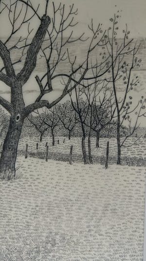 Toine Corstjens - Hoogstam kopen? Bied vanaf 195!