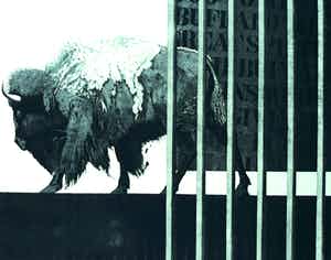 Rene Polak - Wisent, aquatint ets verkocht voor € 45!