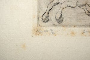 Enno Brokke - Veulen in de wei kopen? Bied vanaf 50!