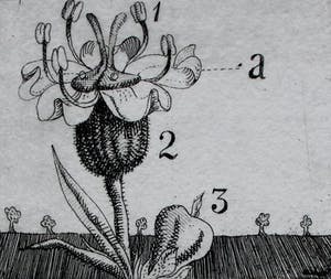Herman Berserik - ets: Bloem - oplage slechts 15 stuks kopen? Bied vanaf 60!