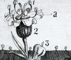 Herman Berserik - ets: Bloem - oplage slechts 15 stuks verkocht voor € 60!