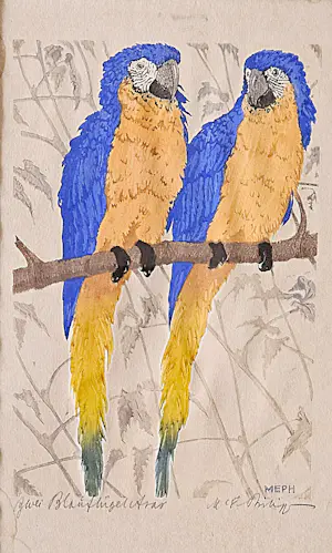 Martin Erich Philipp - "Twee blauwvleugelara's", kopen? Bied vanaf 285!