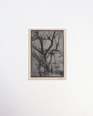 Wim Steijn - Ets, Struik kopen? Bied vanaf 20!