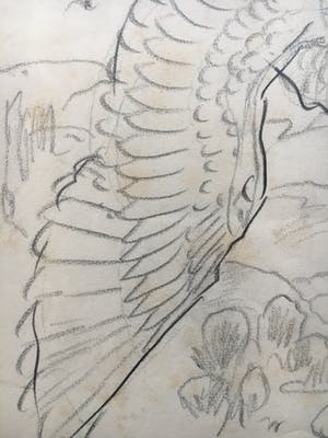 Willem van Konijnenburg - Roofvogel kopen? Bied vanaf 45!