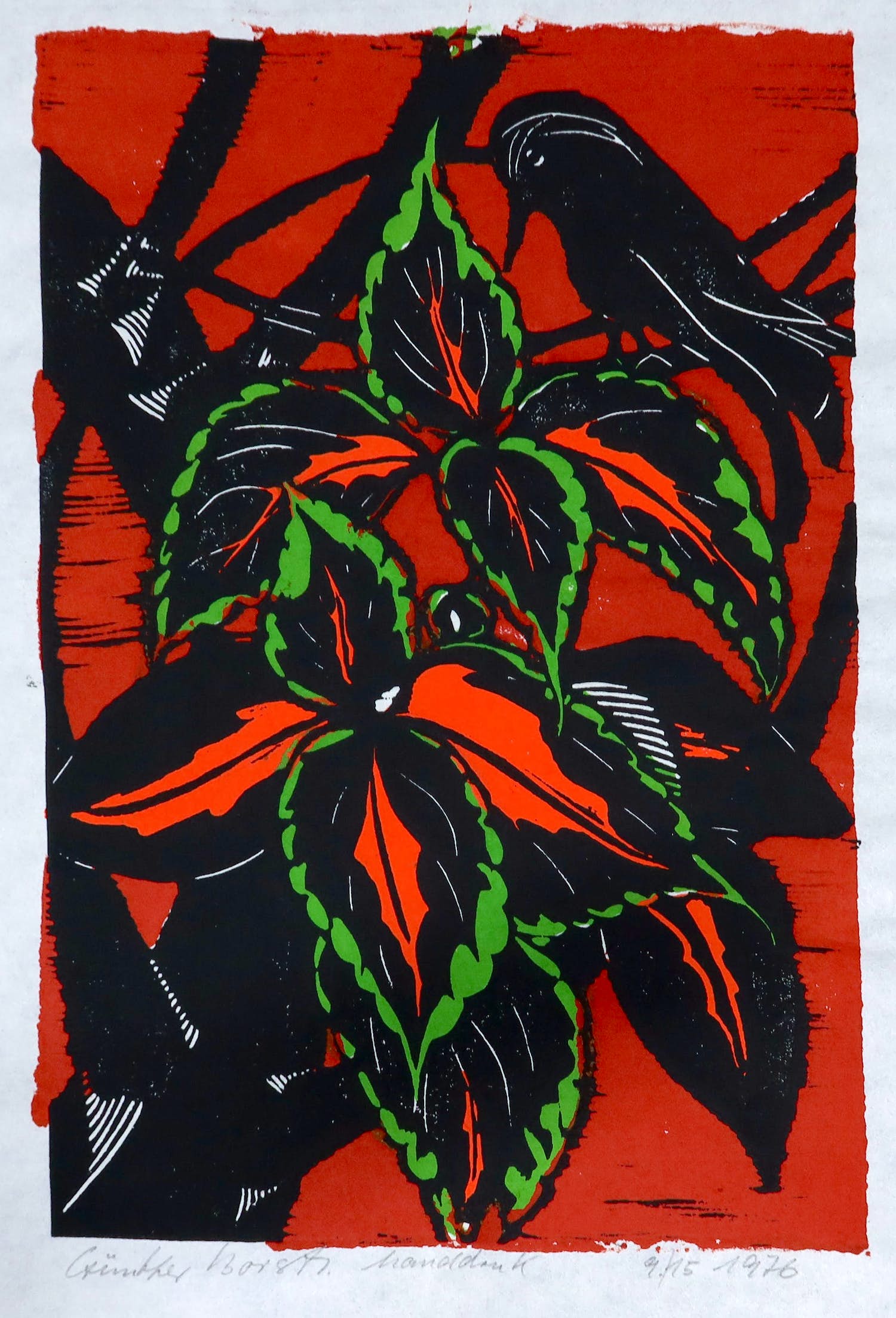 Gunther Borst - Linosnede, Plant en vogel kopen? Bied vanaf 1!