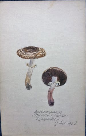 Han Krug - Botanische tekeningen/aquarellen jaren 40/50 kopen? Bied vanaf 45!
