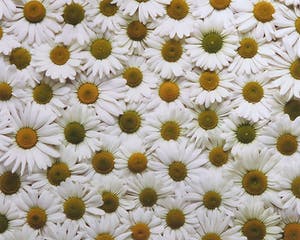 Paul Huf - Foto, Madeliefjes - Ingelijst kopen? Bied vanaf 1!