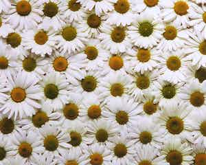 Paul Huf - Foto, Madeliefjes - Ingelijst verkocht voor € 1!