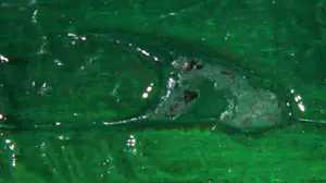 Pim Lenos - Gemengde techniek op paneel, Zonder titel kopen? Bied vanaf 1!