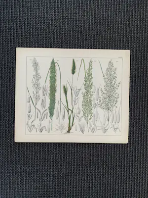 Corneille Antoine Jean Abram Oudemans - Flora van Nederland kopen? Bied vanaf 200!