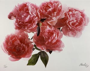 Paul Huf - C-print - 'Peonies' - 1988 (INGELIJST) kopen? Bied vanaf 150!
