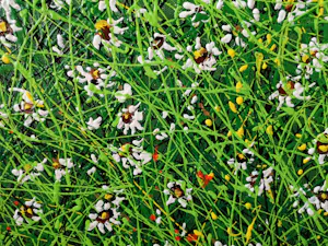 Giovanni Daurea - Floreale 318 kopen? Bied vanaf 280!